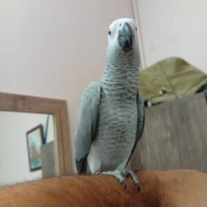 HAZEL