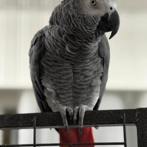MILO