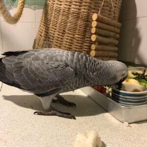 KIWI