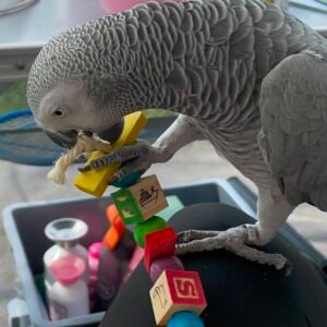 COCO